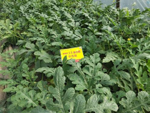 示范西瓜叶色浓绿、叶片宽厚、黄化少.jpg