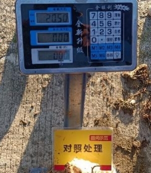 对照田芋头称重.jpg