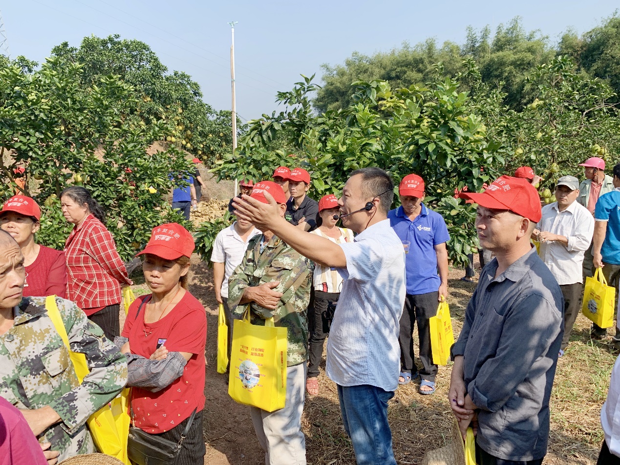 yl6809永利西南大区总农艺师李家涛（中）在广西壮族自治区玉林市容县沙田柚示范观摩现。种不ё黾际跫靶Ч步.jpg